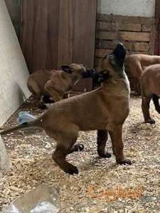 Belgijski Ovčar Malinoa